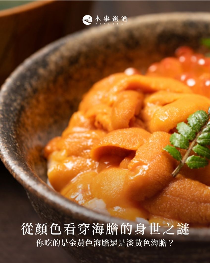 【本事知識】舌尖上的黃金美學！從顏色看穿海膽的身世之謎